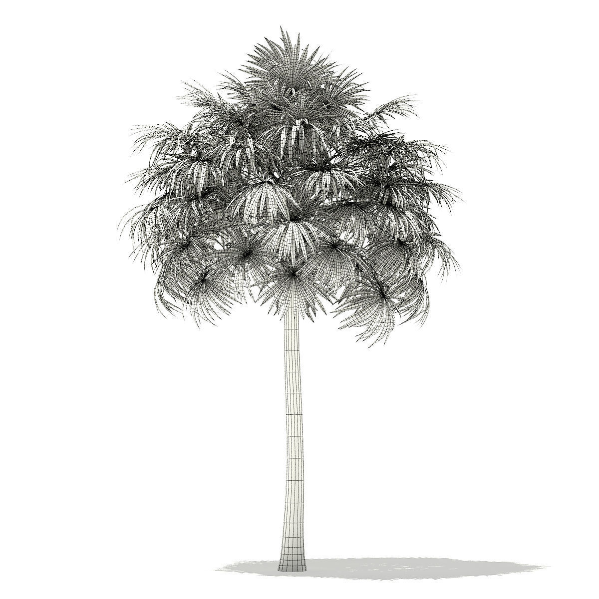Thatch Palm Tree 3D Model 10m 3D model_7