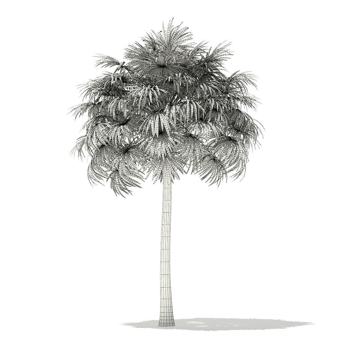 Thatch Palm Tree 3D Model 10m 3D model_3