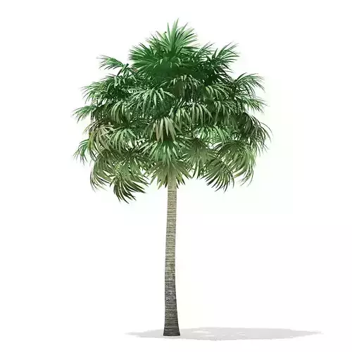 Thatch Palm Tree 3D Model 10m 3D model