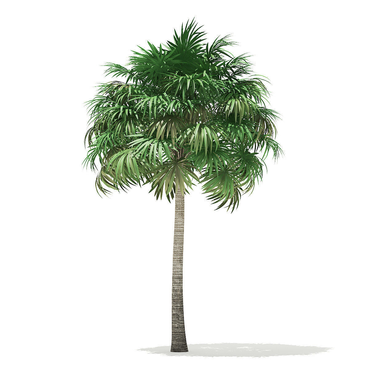 Thatch Palm Tree 3D Model 10m 3D model_2