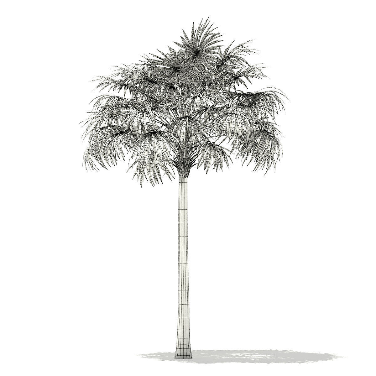 Thatch Palm Tree 3D Model 8m 3D model_7