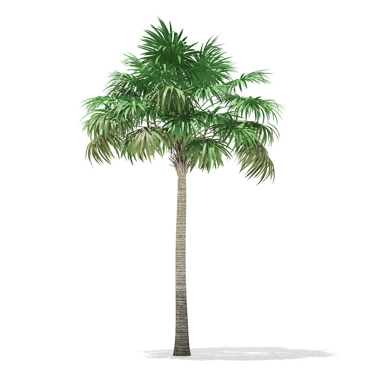 Thatch Palm Tree 3D Model 8m 3D model_6