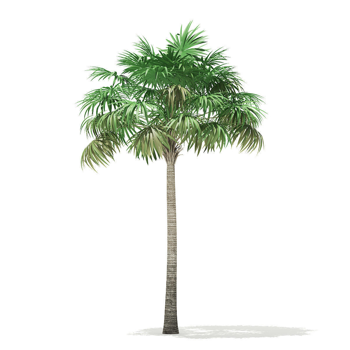 Thatch Palm Tree 3D Model 8m 3D model_2