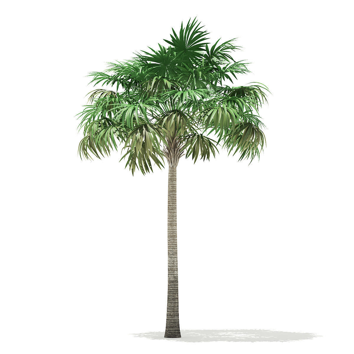 Thatch Palm Tree 3D Model 8m 3D model_4