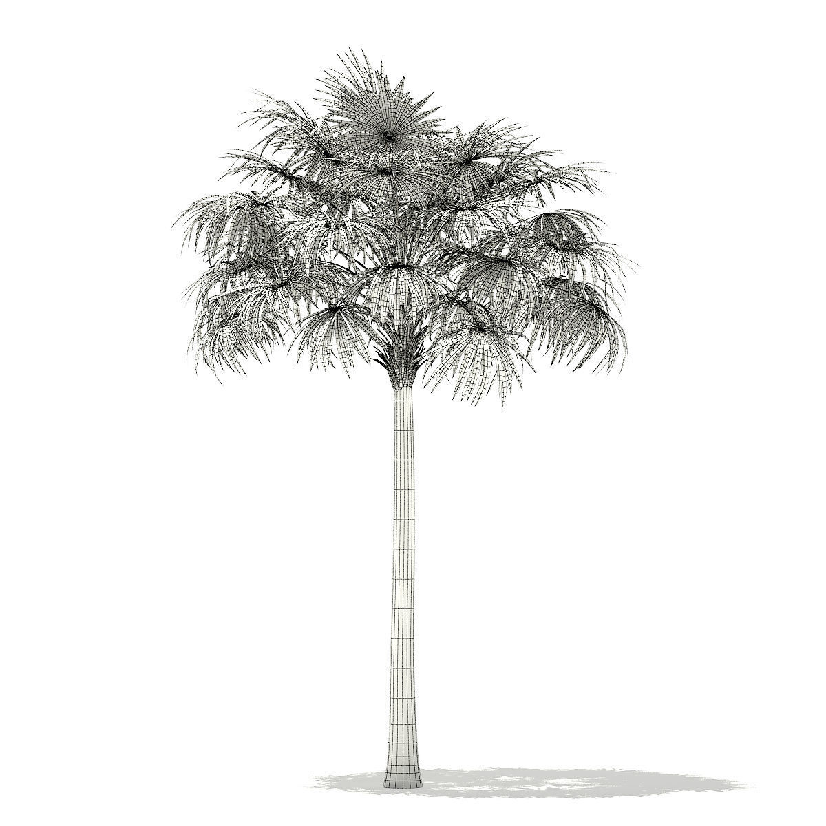 Thatch Palm Tree 3D Model 8m 3D model_3