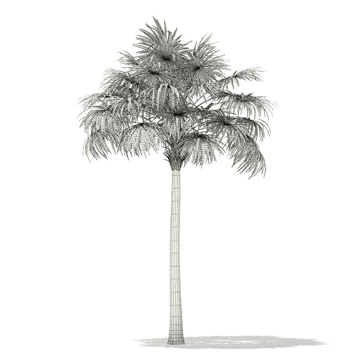 Thatch Palm Tree 3D Model 8m 3D model_1