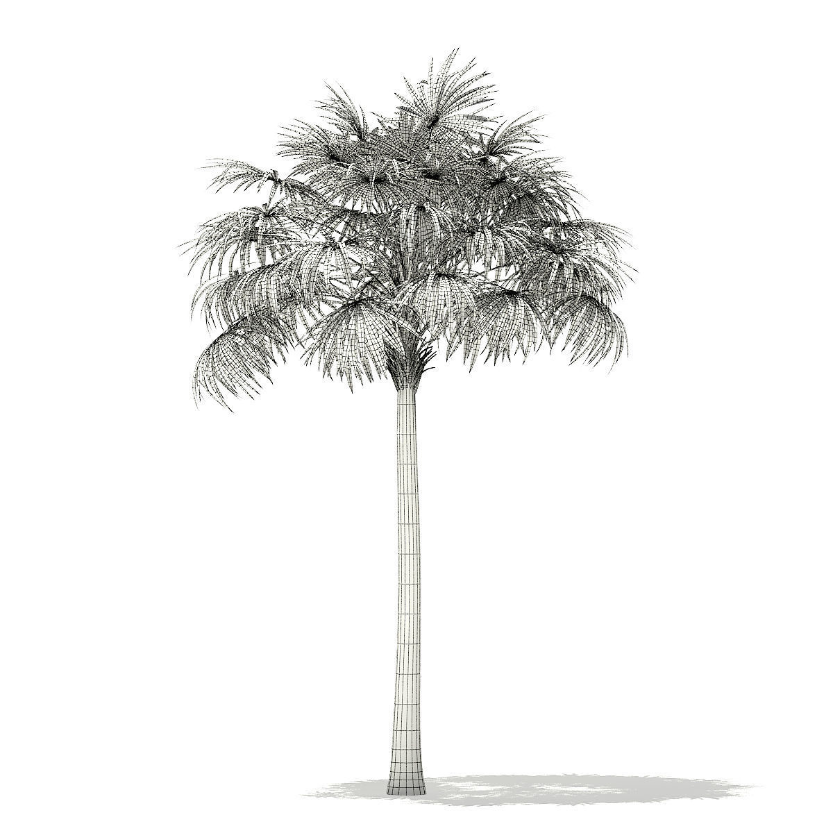 Thatch Palm Tree 3D Model 8m 3D model_5