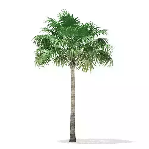 Thatch Palm Tree 3D Model 8m 3D model