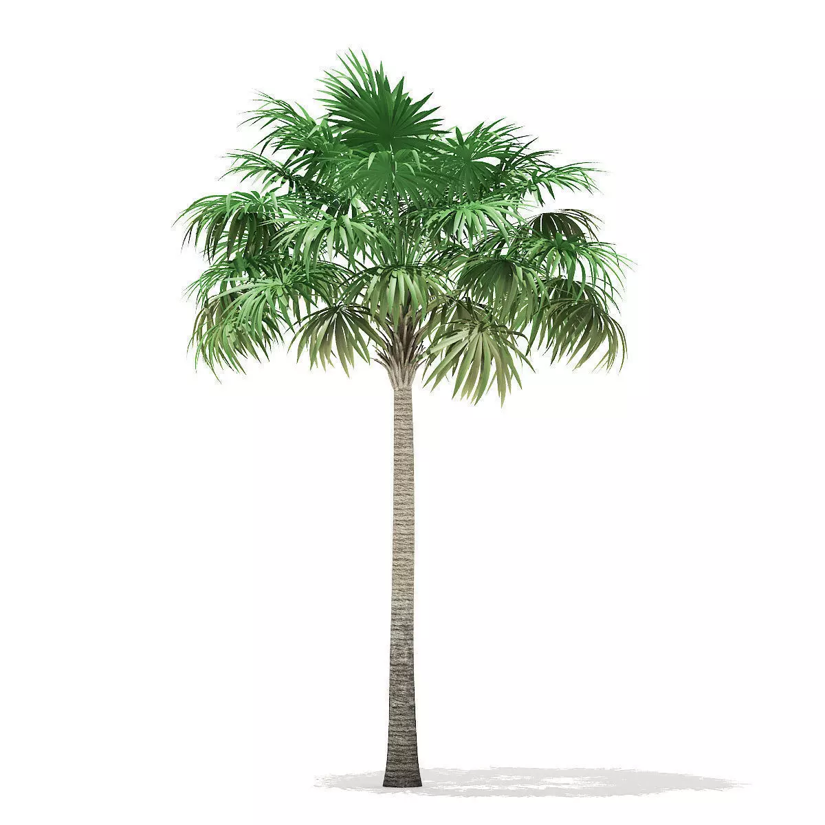 Thatch Palm Tree 3D Model 8m 3D model_0