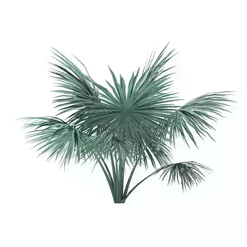 Silver Fan Palm Tree 3D Model 2m