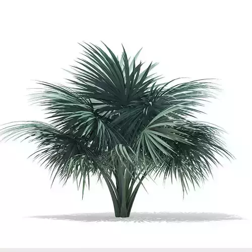Silver Fan Palm Tree 3D Model 2m