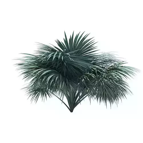 Silver Fan Palm Tree 3D Model 3m