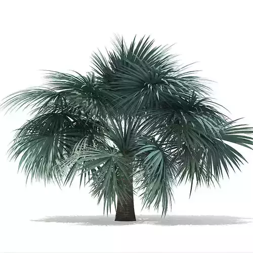 Silver Fan Palm Tree 3D Model 4m