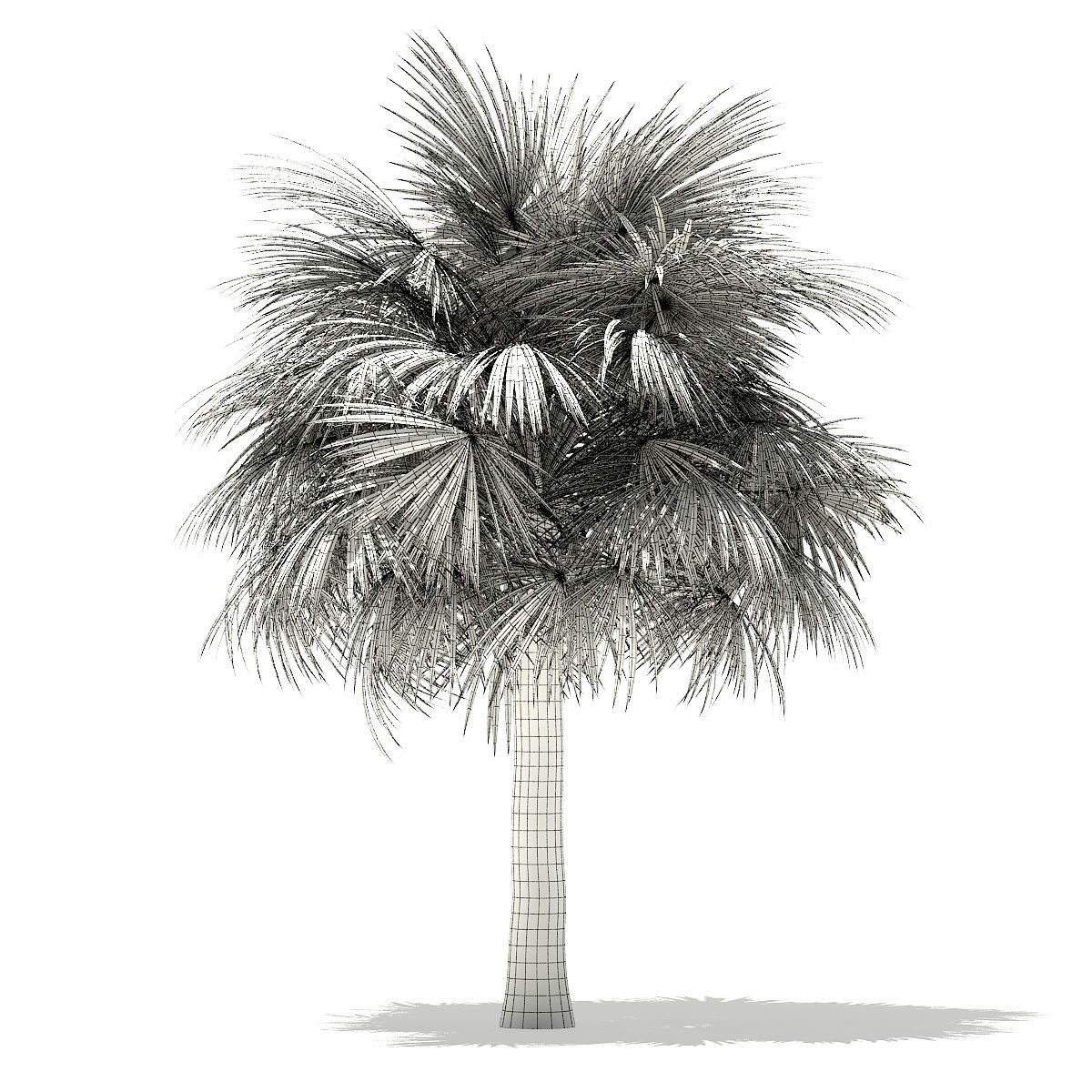 Silver Fan Palm Tree 3D Model 6m 3D model_7