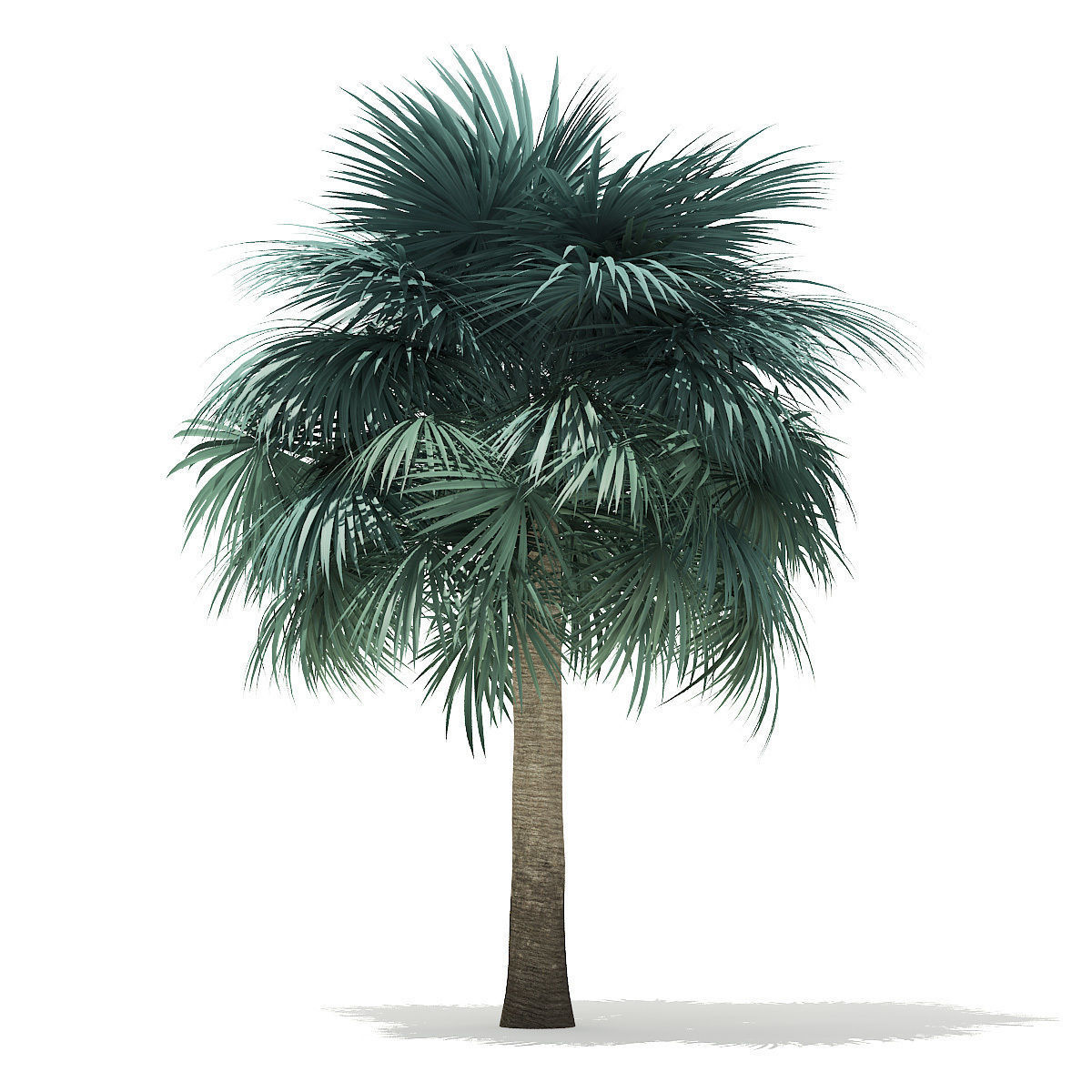 Silver Fan Palm Tree 3D Model 6m 3D model_6