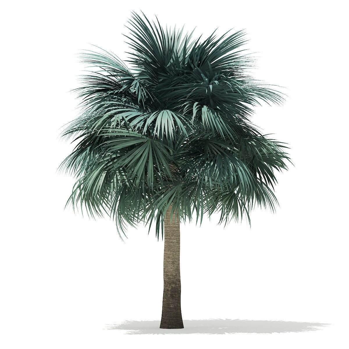 Silver Fan Palm Tree 3D Model 6m 3D model_4