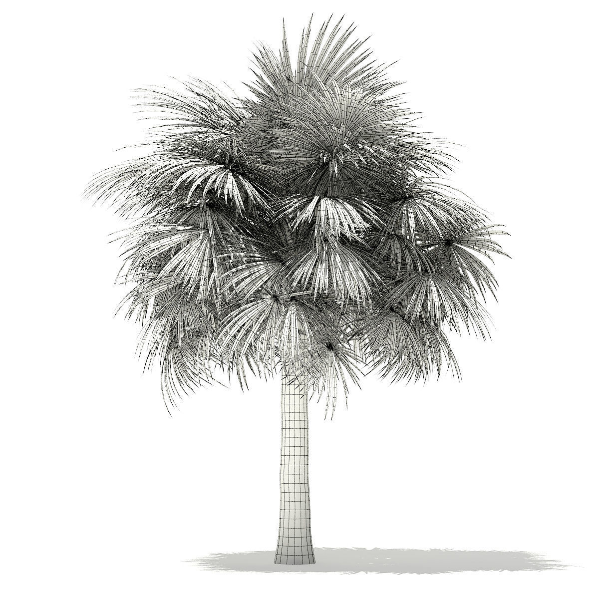 Silver Fan Palm Tree 3D Model 6m 3D model_5