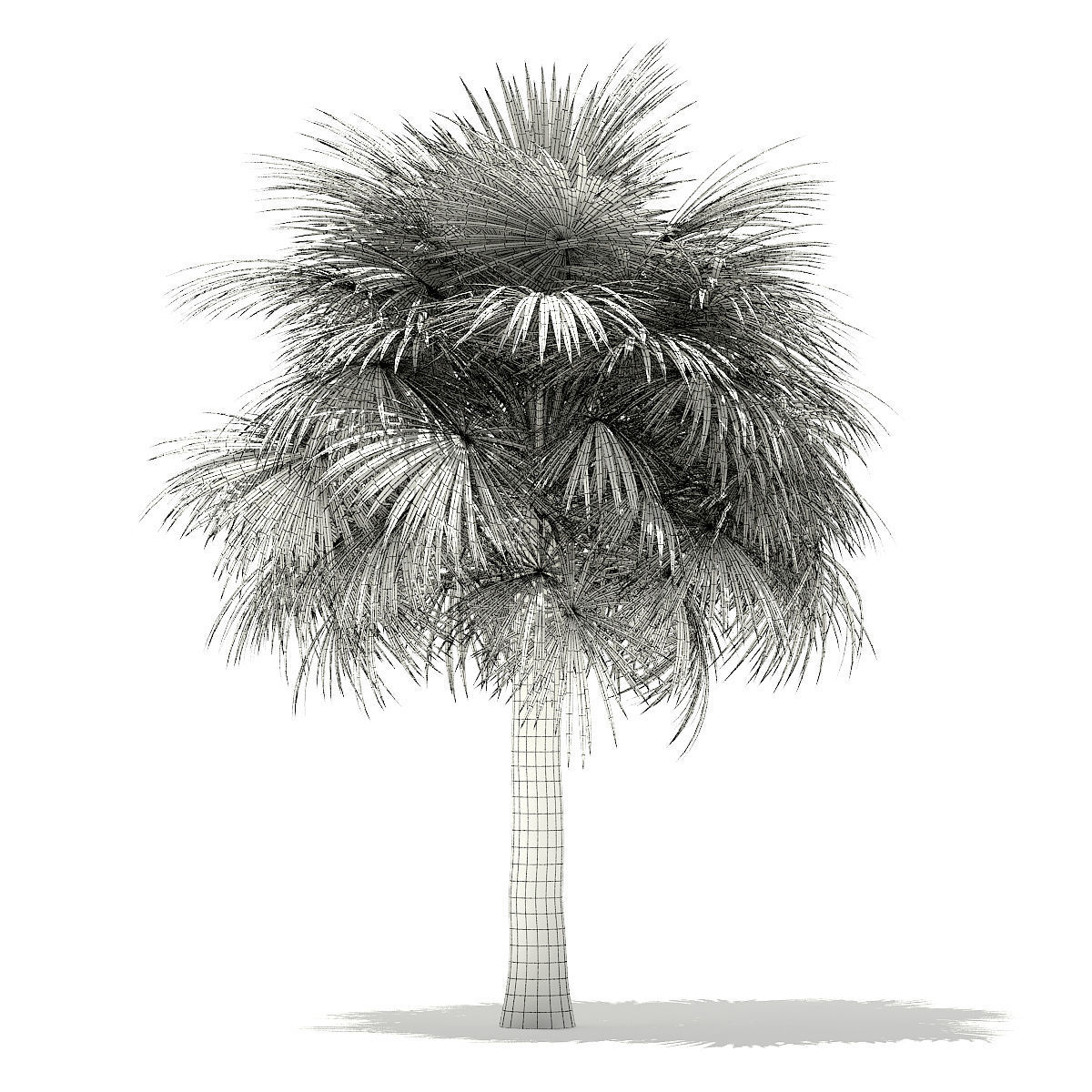 Silver Fan Palm Tree 3D Model 6m 3D model_3