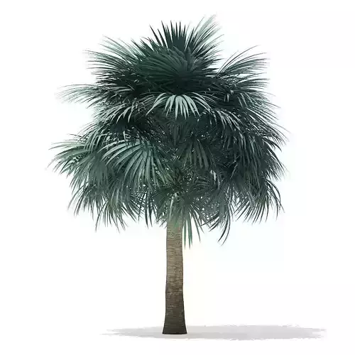 Silver Fan Palm Tree 3D Model 6m