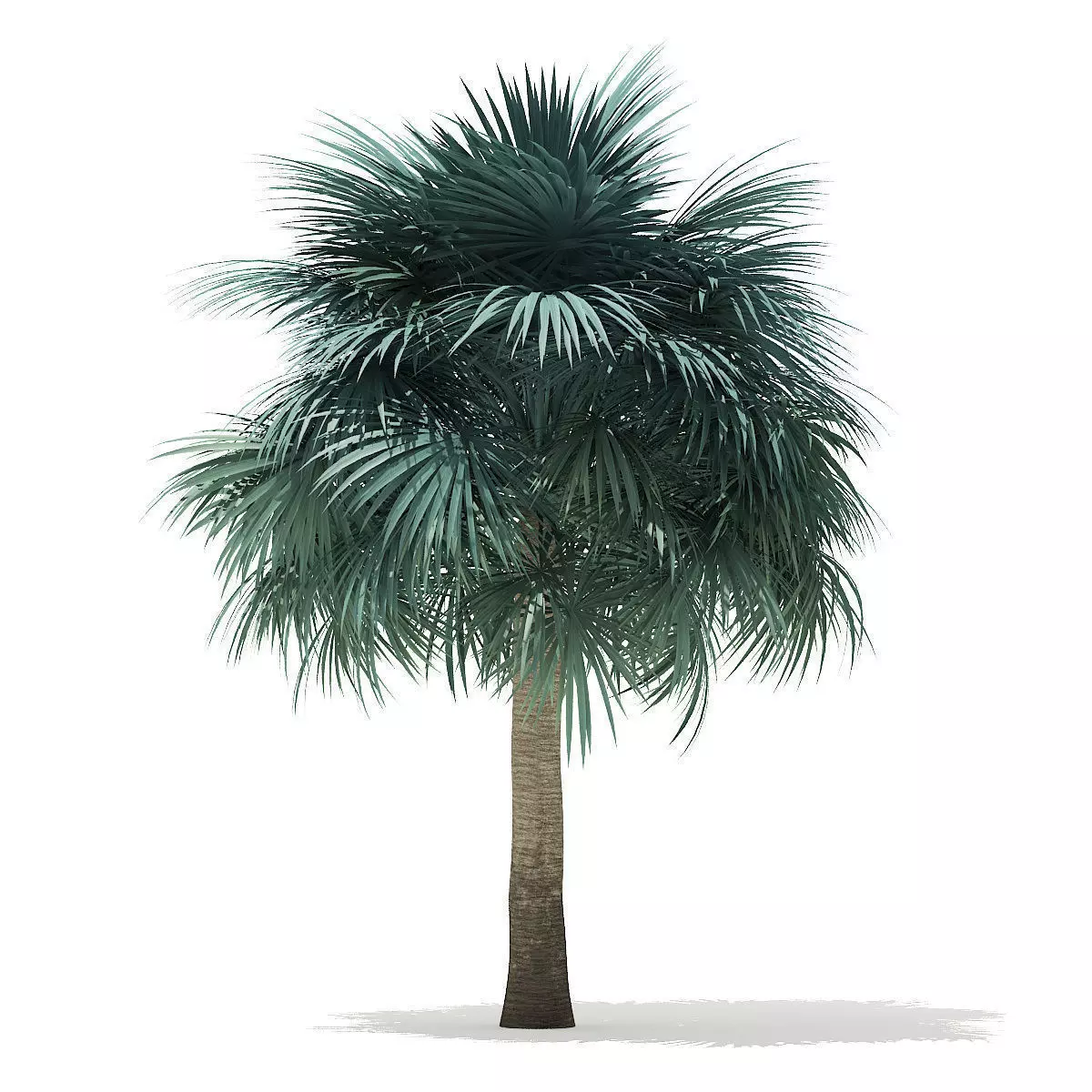 Silver Fan Palm Tree 3D Model 6m 3D model_0