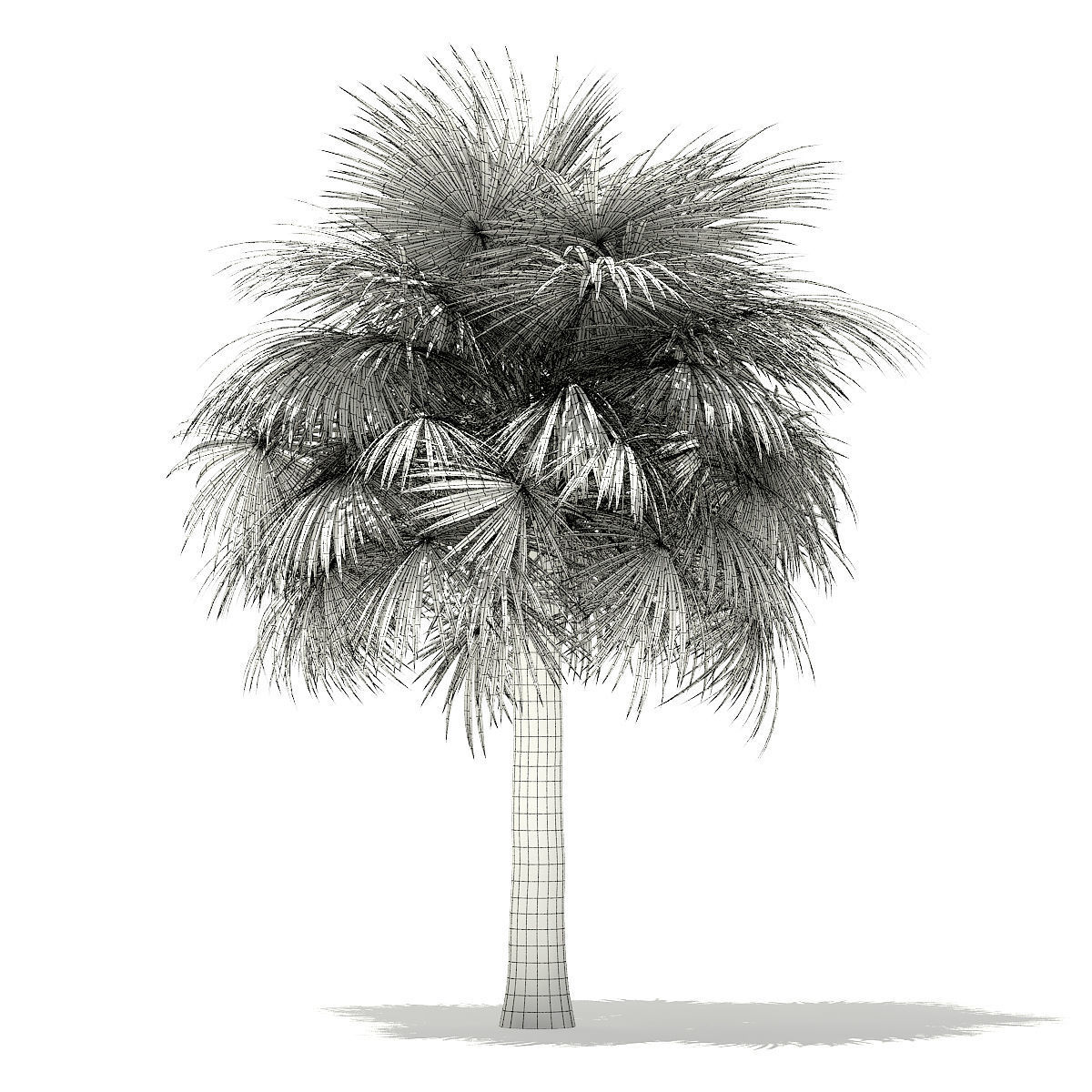 Silver Fan Palm Tree 3D Model 6m 3D model_1