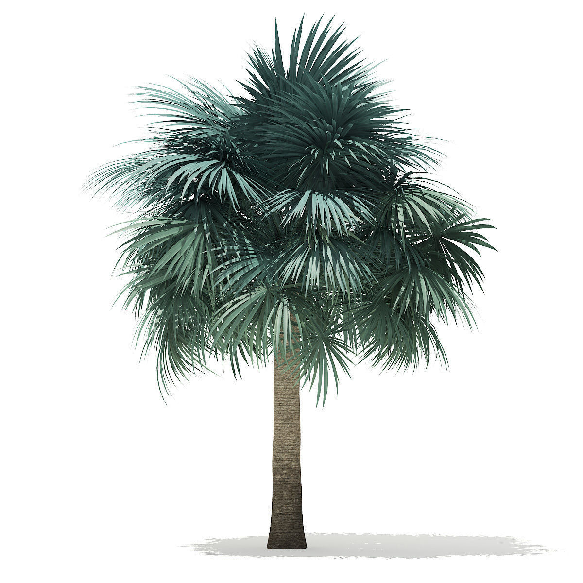 Silver Fan Palm Tree 3D Model 6m 3D model_2
