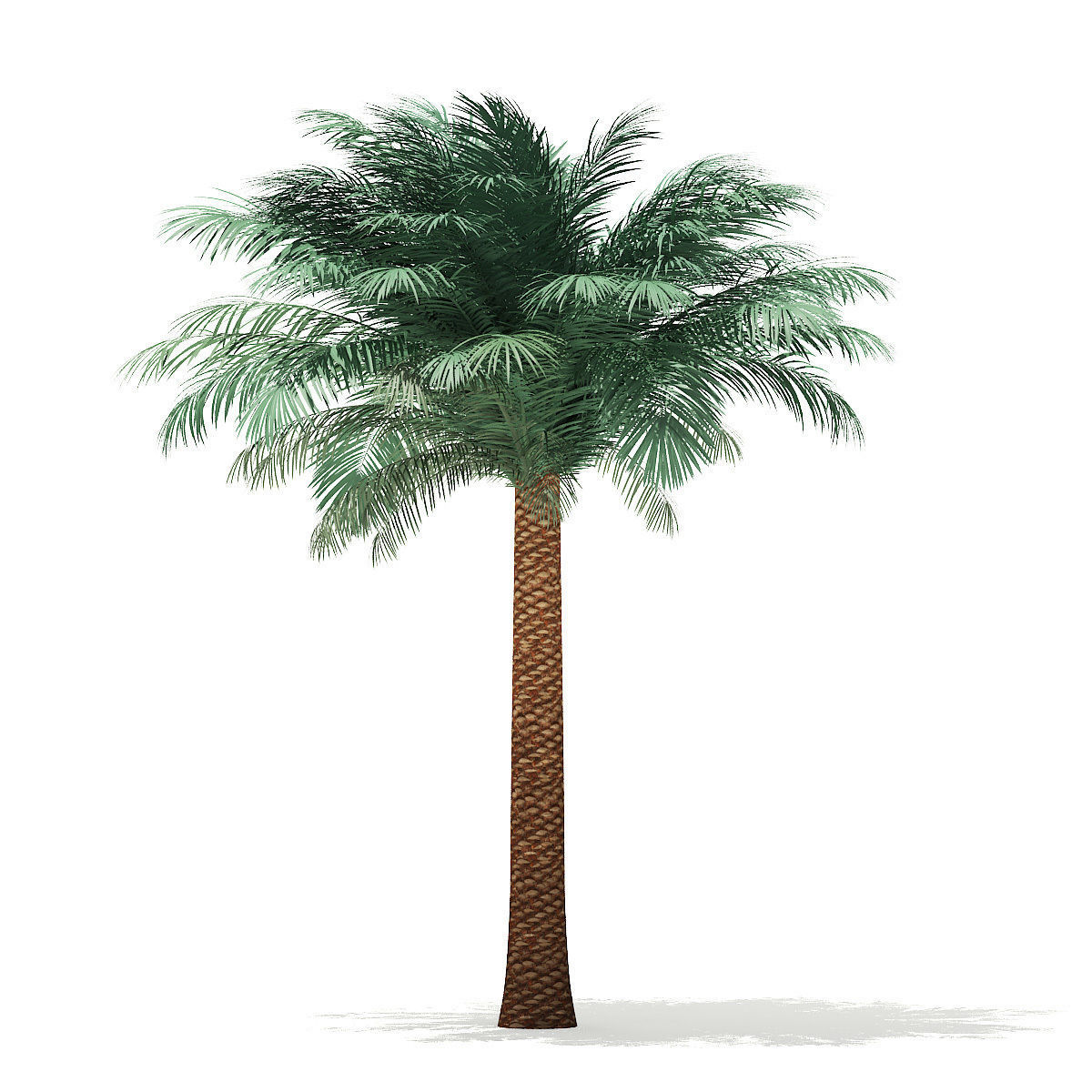 Silver Date Palm Tree 3D Model 5m 3D model_2
