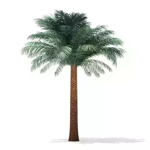 Silver Date Palm Tree 3D Model 5m