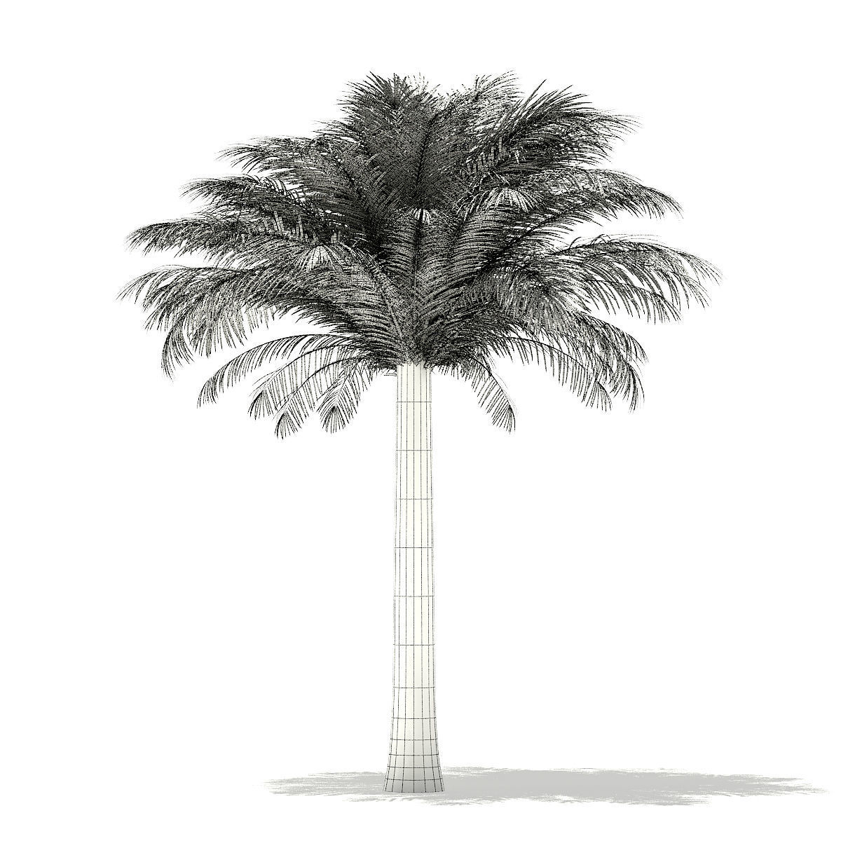 Silver Date Palm Tree 3D Model 5m 3D model_7