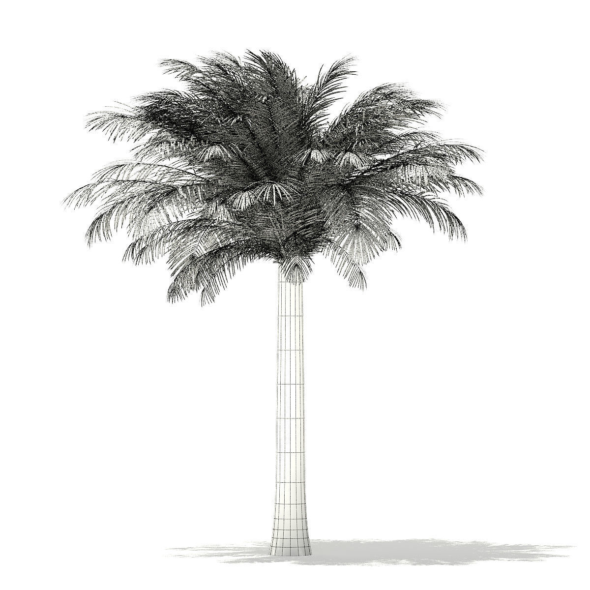 Silver Date Palm Tree 3D Model 5m 3D model_5