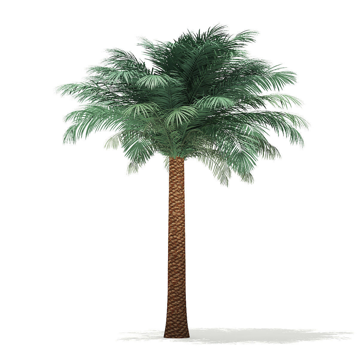 Silver Date Palm Tree 3D Model 5m 3D model_6