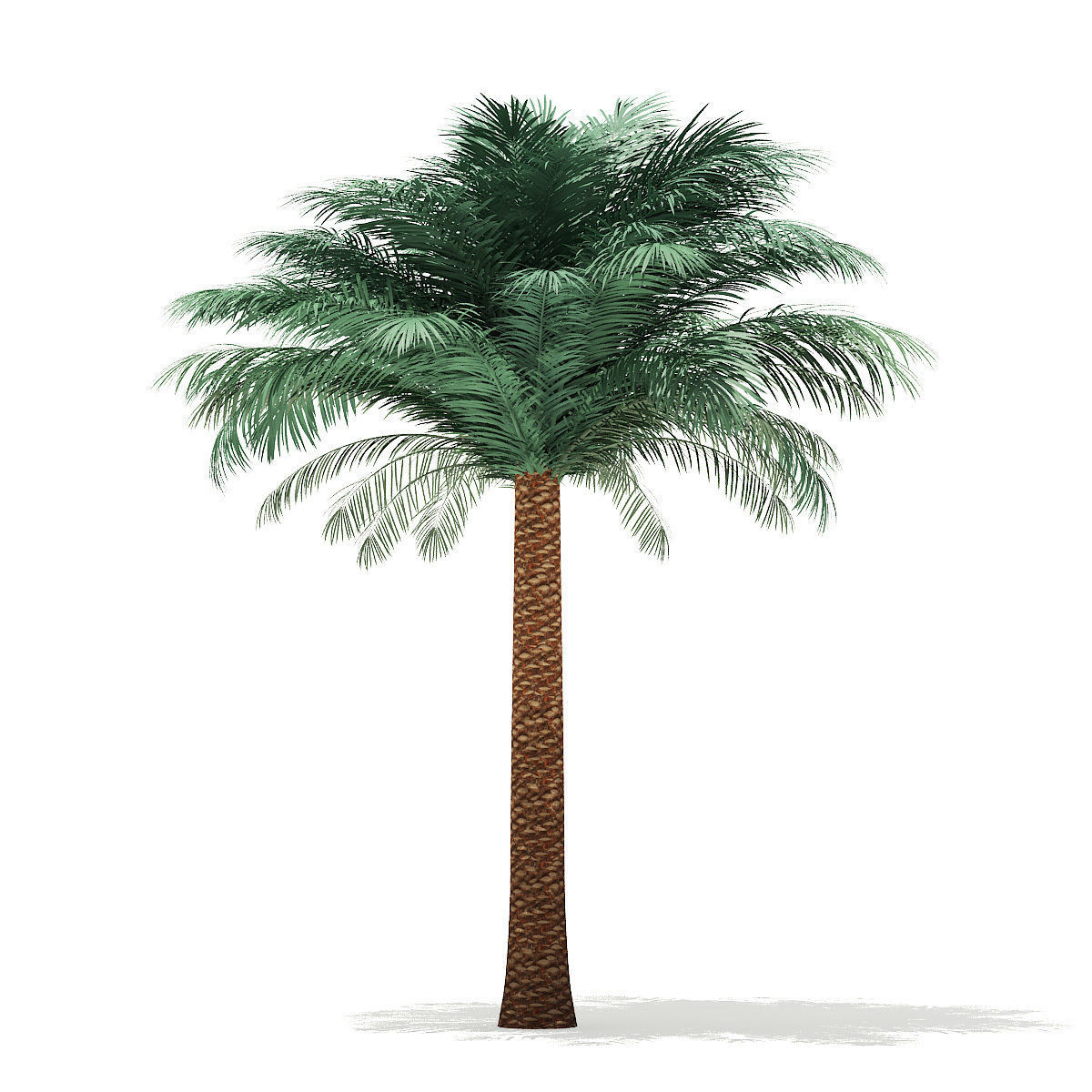 Silver Date Palm Tree 3D Model 5m 3D model_4