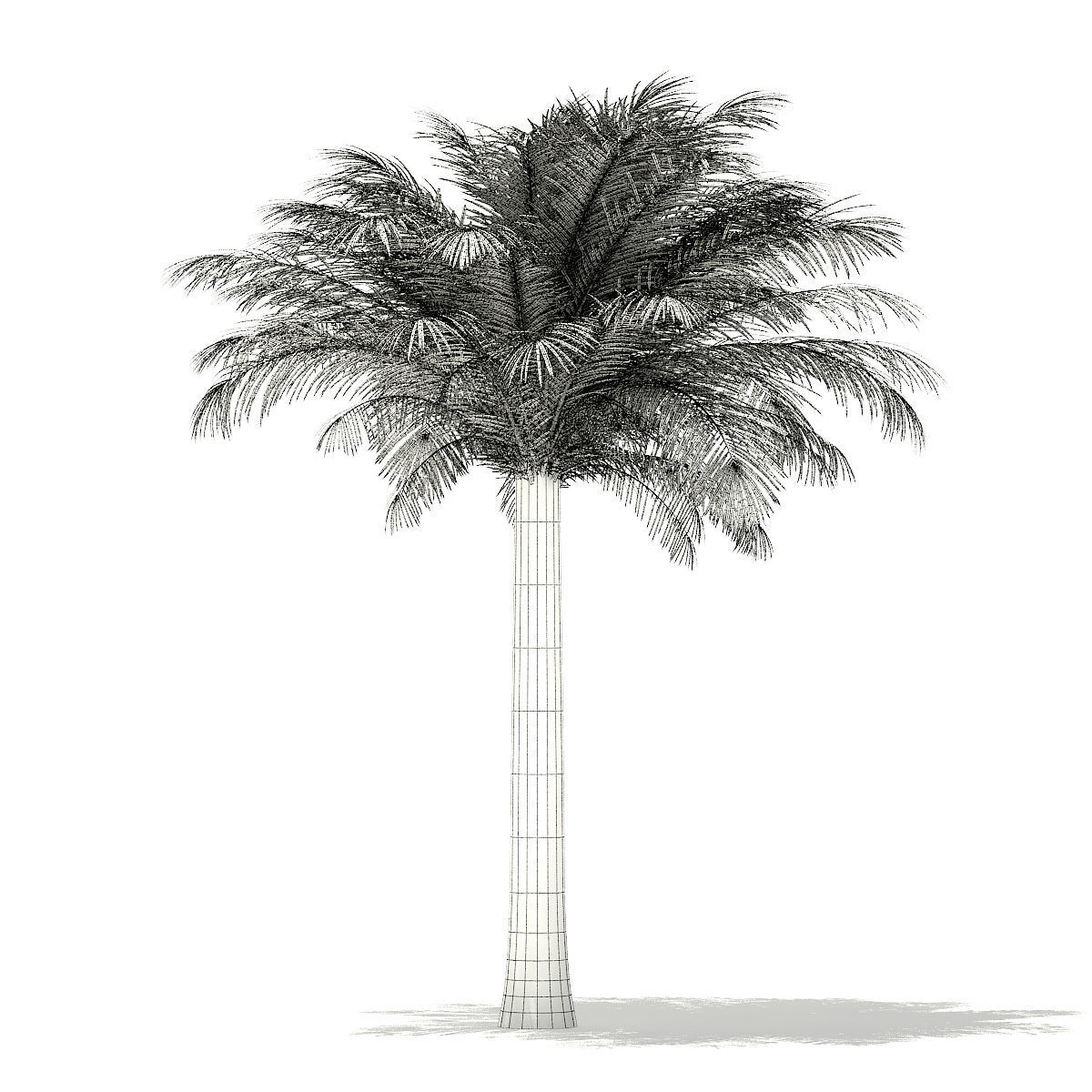Silver Date Palm Tree 3D Model 5m 3D model_1