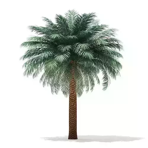 Silver Date Palm Tree 3D Model 6m