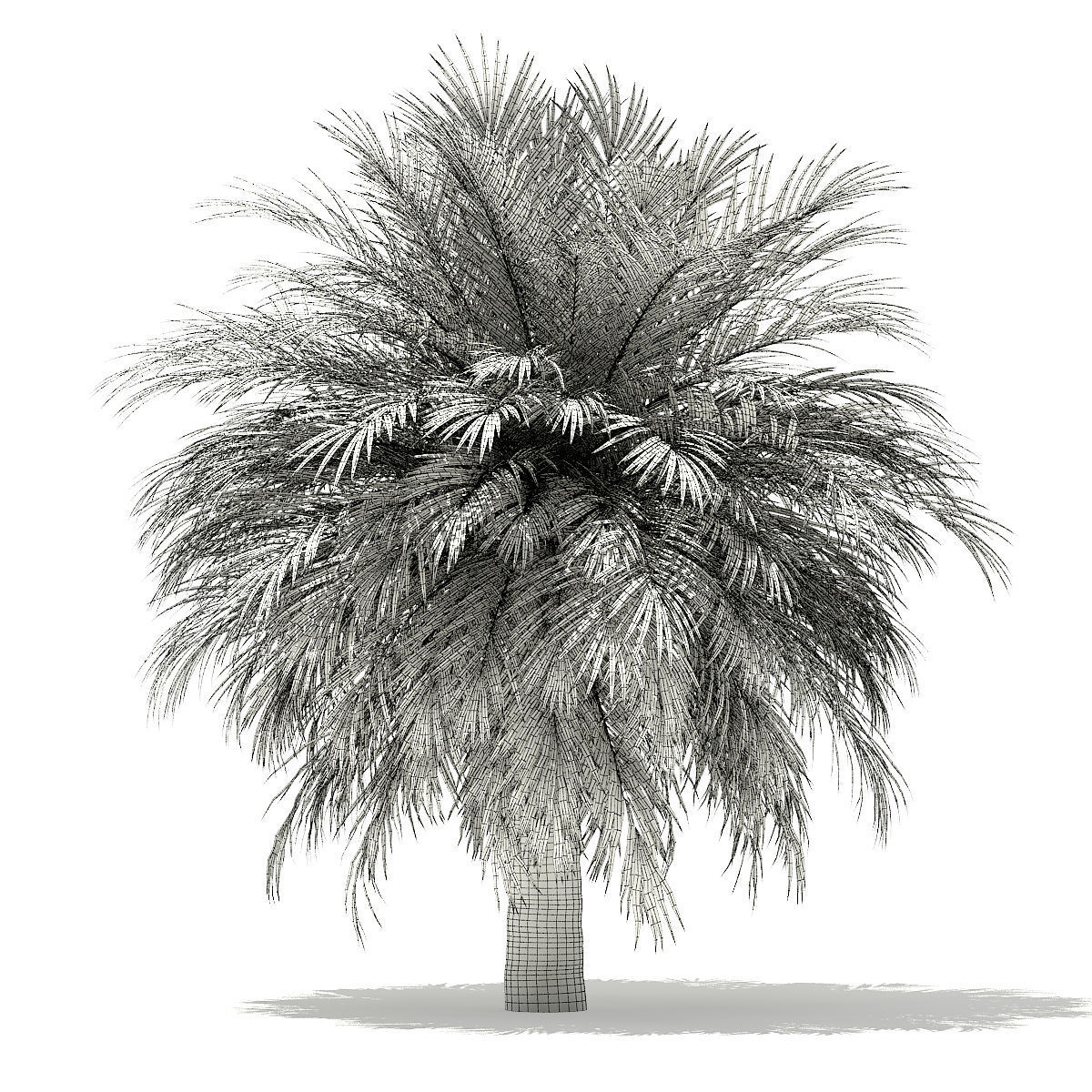 Silver Date Palm Tree 3D Model 10m 3D model_7