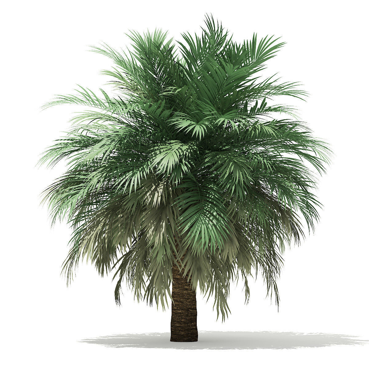 Silver Date Palm Tree 3D Model 10m 3D model_2