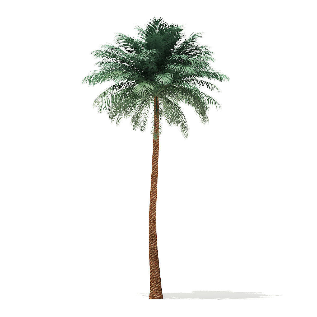 Silver Date Palm Tree 3D Model 10m 3D model_8