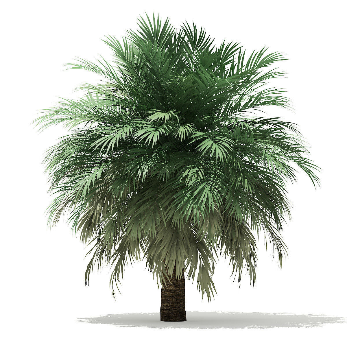 Silver Date Palm Tree 3D Model 10m 3D model_4
