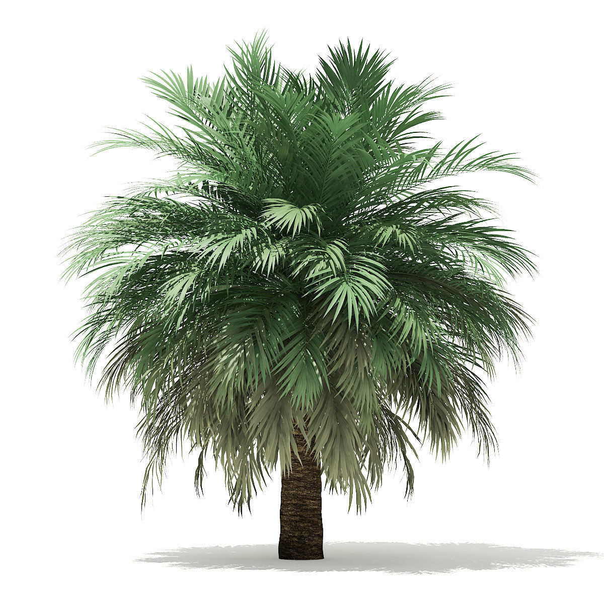 Silver Date Palm Tree 3D Model 10m 3D model_6