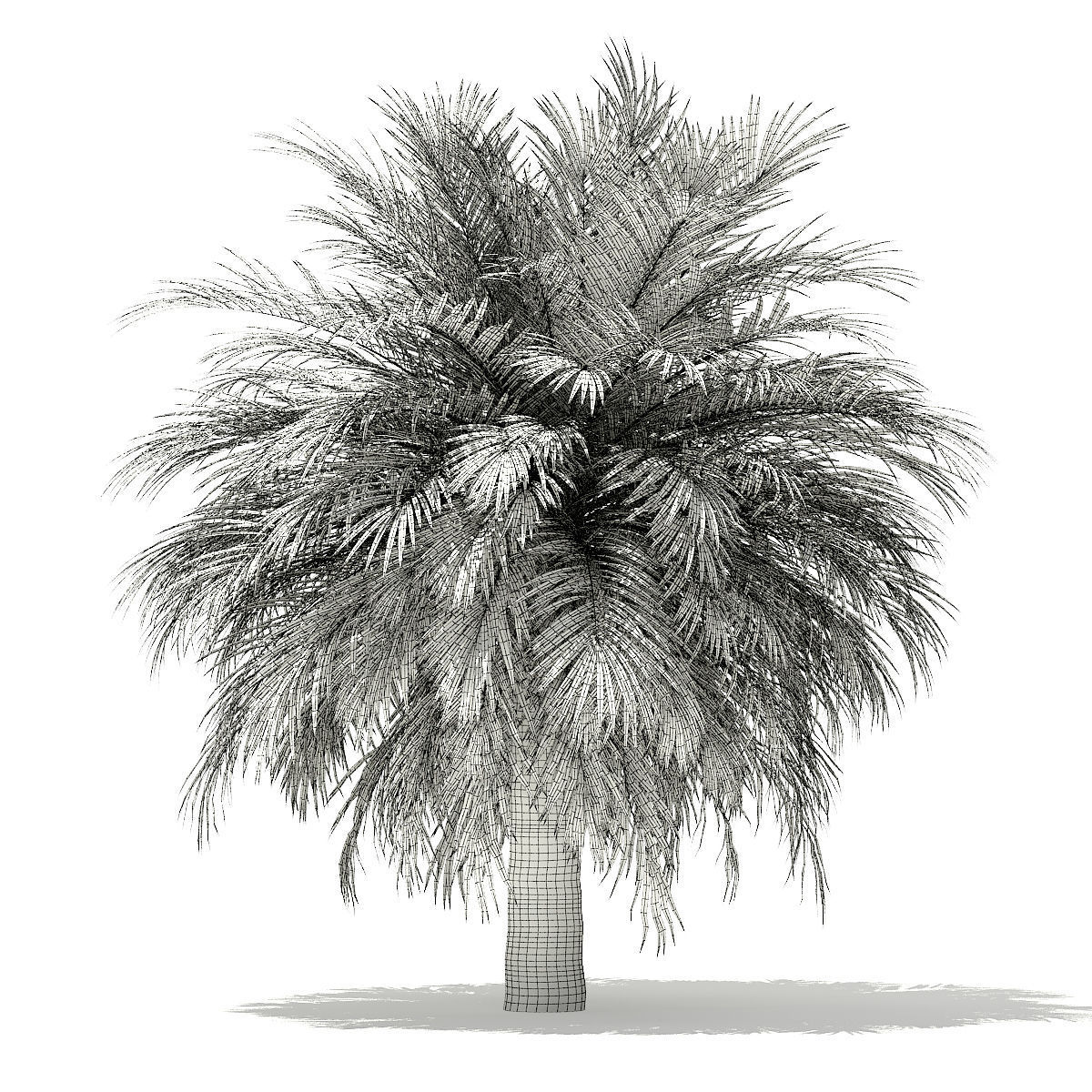 Silver Date Palm Tree 3D Model 10m 3D model_5