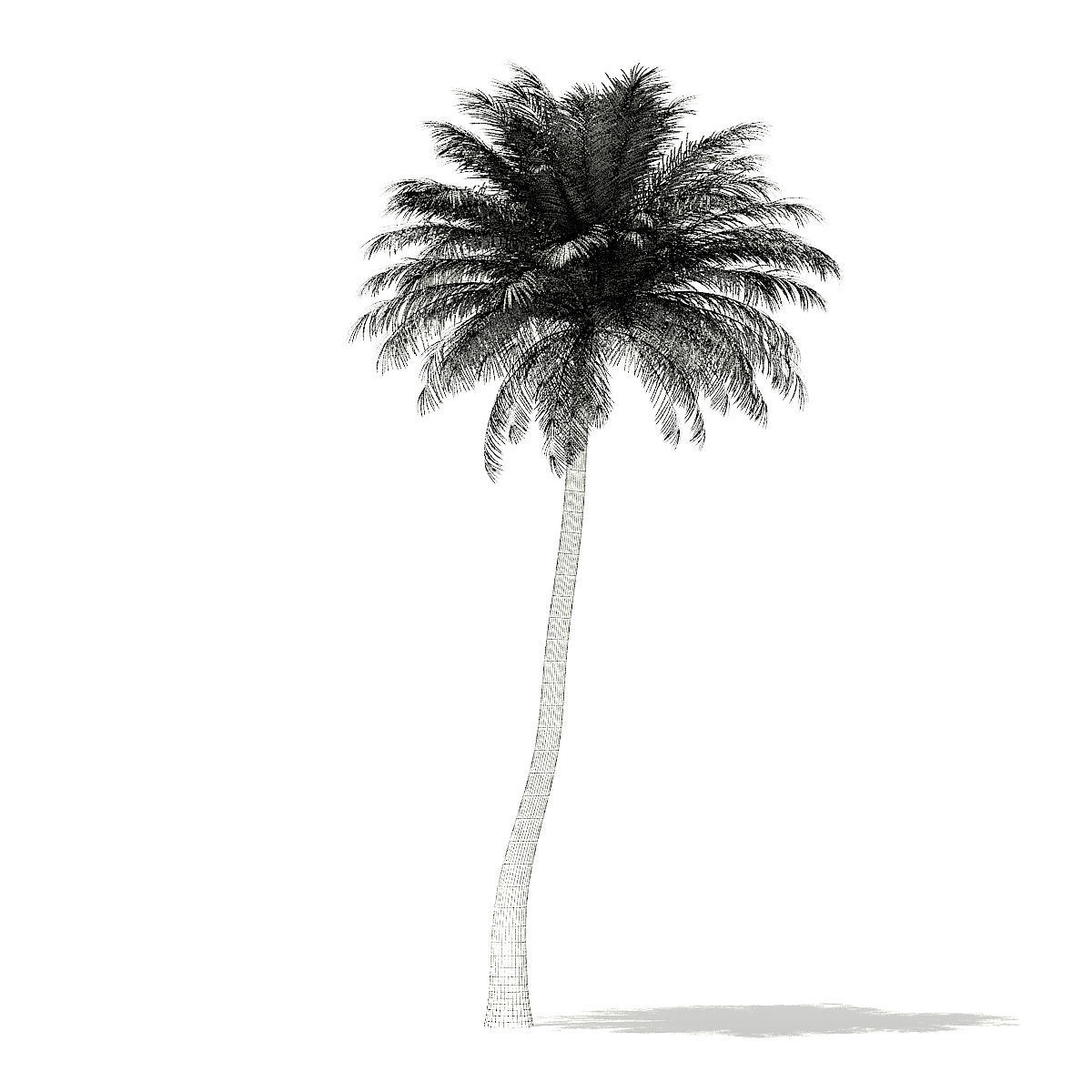 Silver Date Palm Tree 3D Model 10m 3D model_13