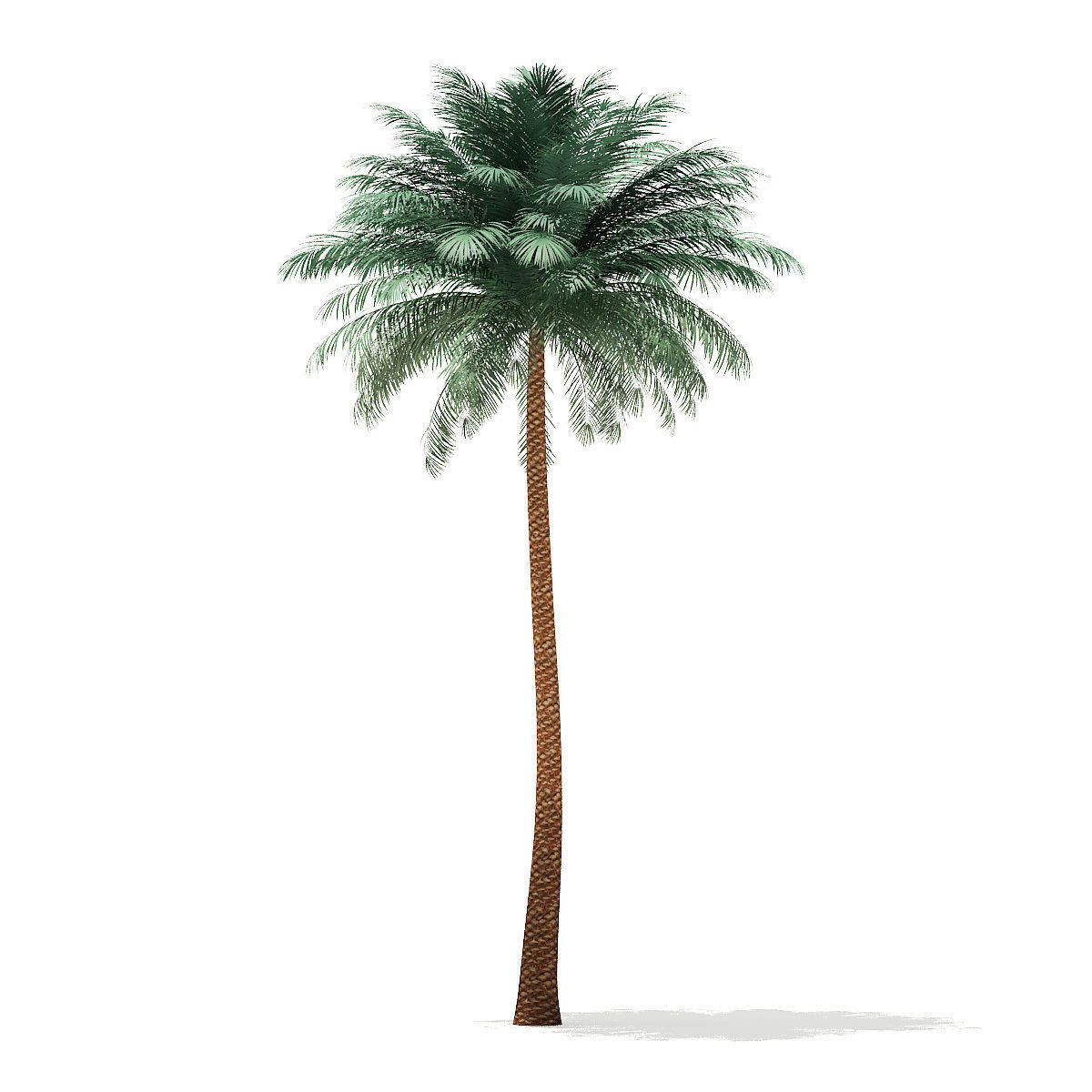 Silver Date Palm Tree 3D Model 10m 3D model_12