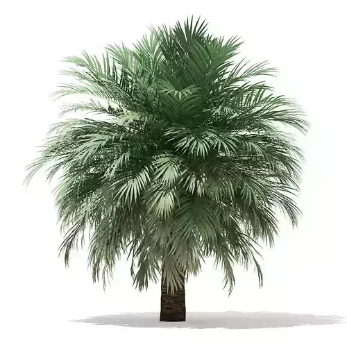 Silver Date Palm Tree 3D Model 10m