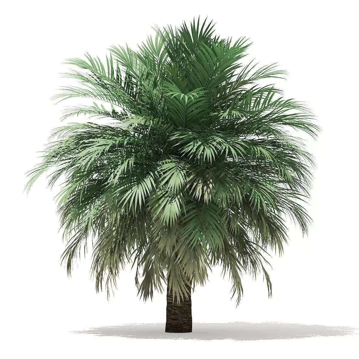 Silver Date Palm Tree 3D Model 10m 3D model_0