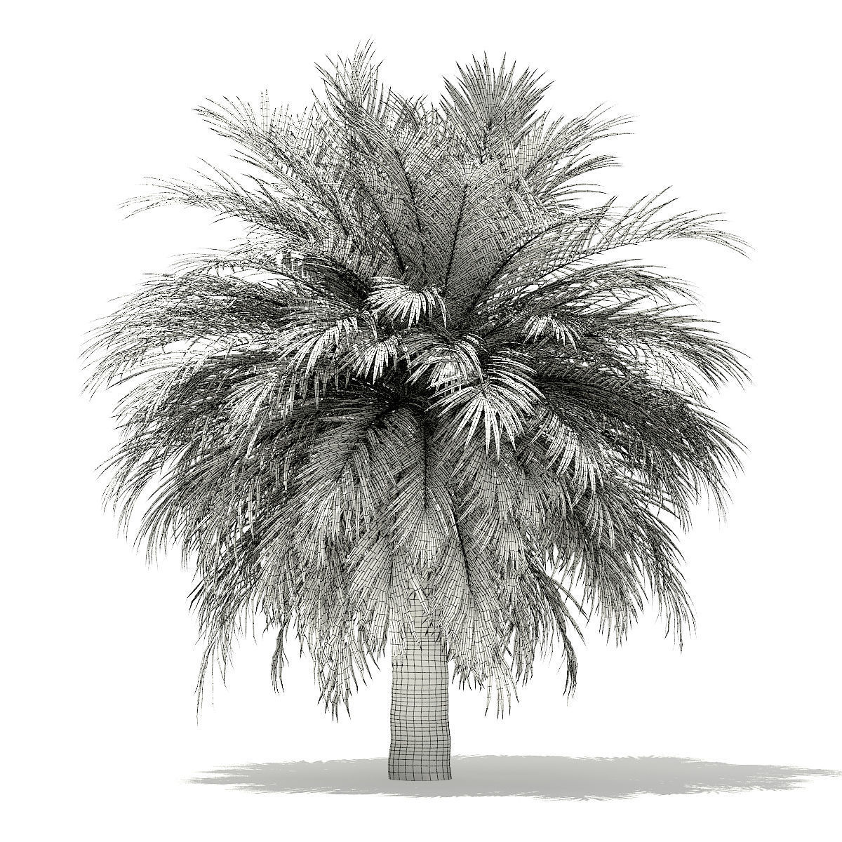 Silver Date Palm Tree 3D Model 10m 3D model_1