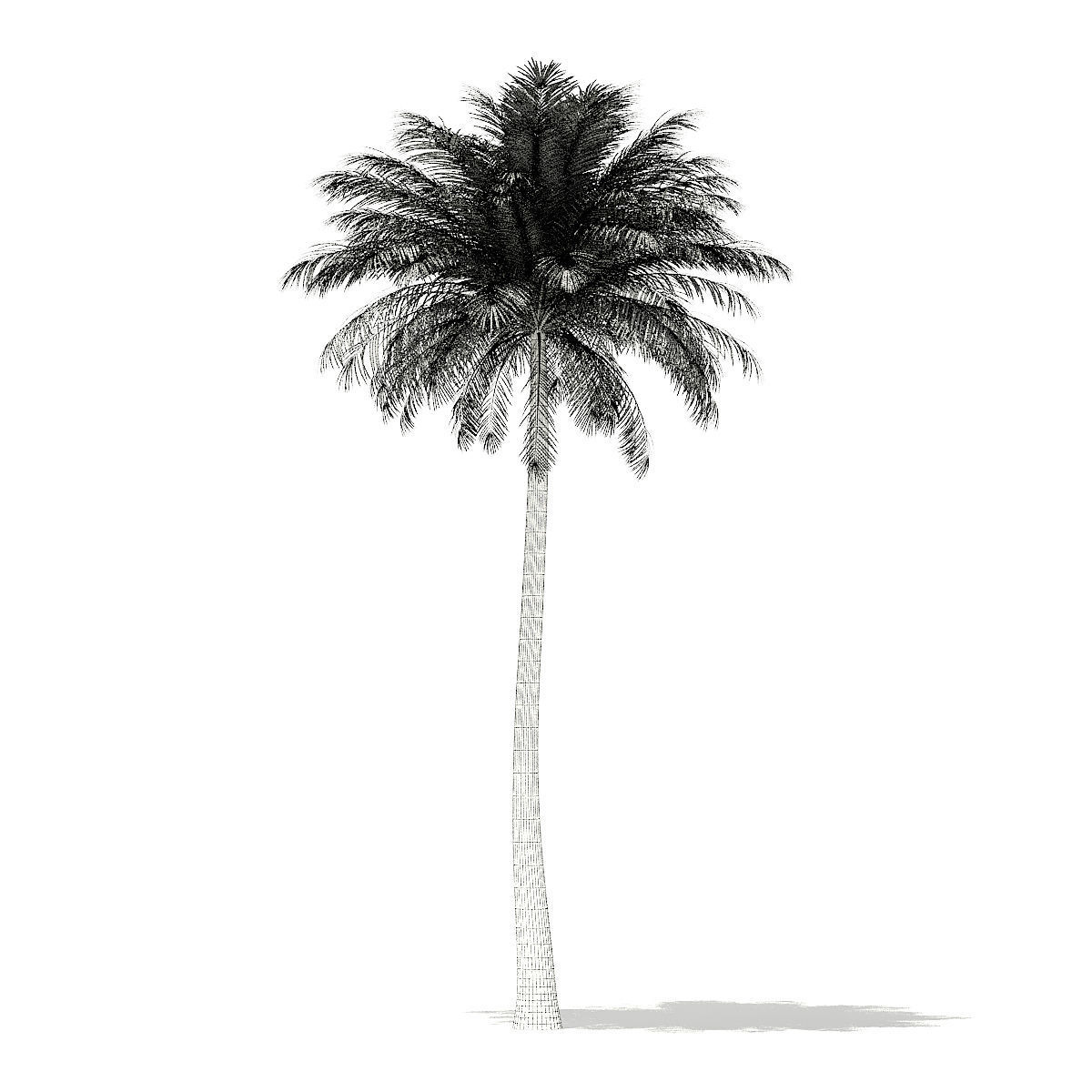 Silver Date Palm Tree 3D Model 10m 3D model_11