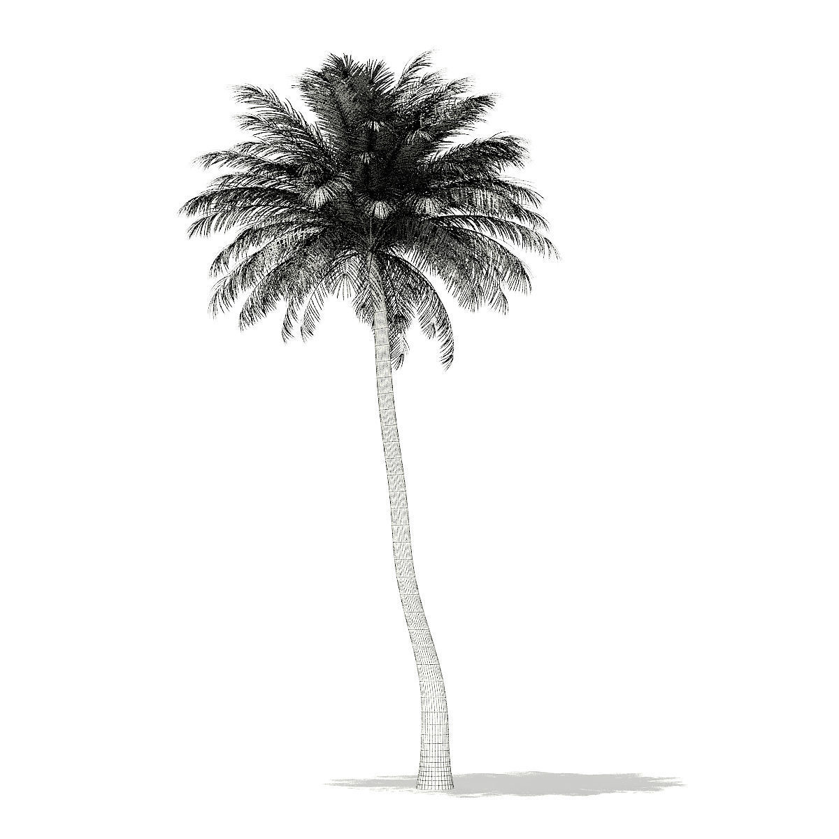 Silver Date Palm Tree 3D Model 10m 3D model_9