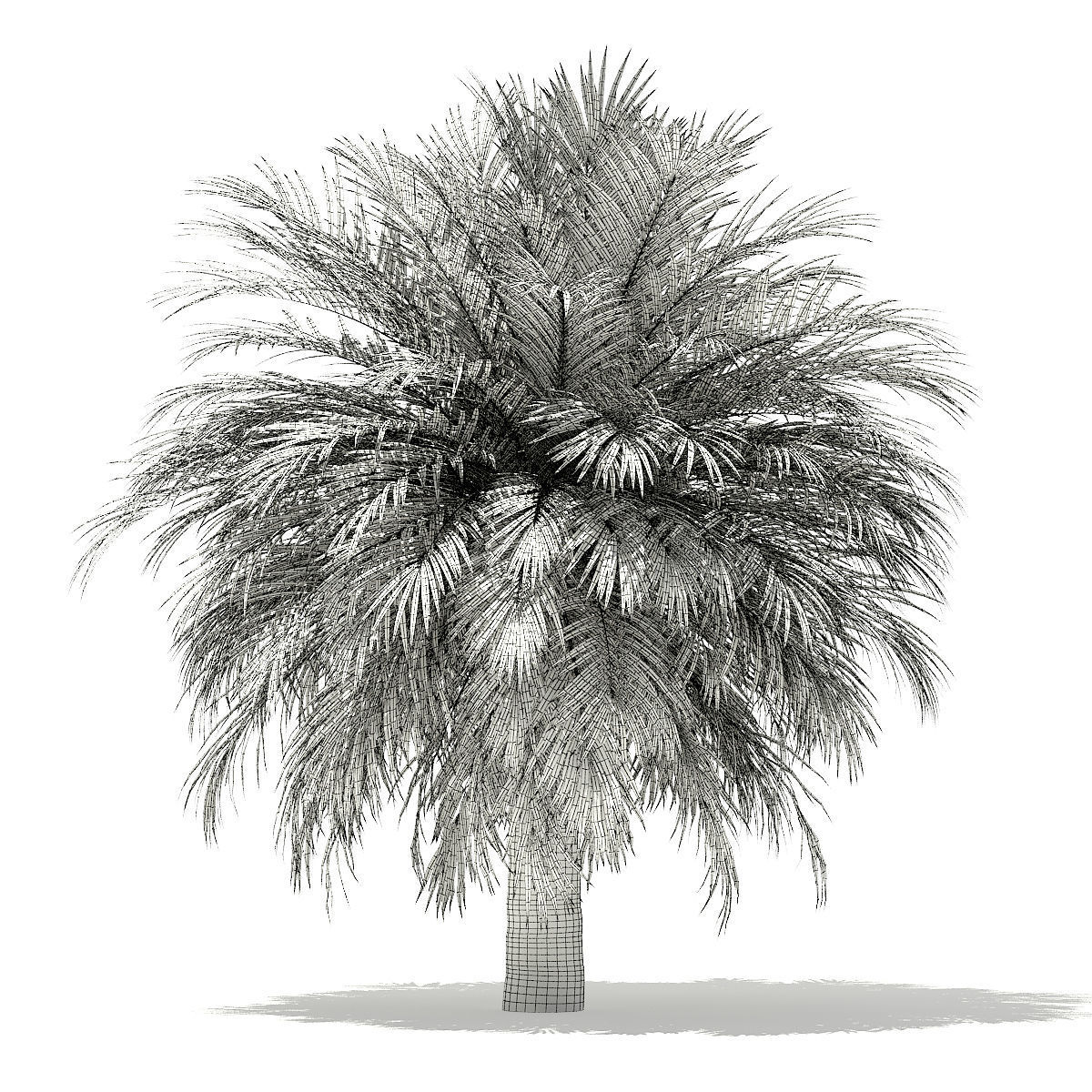 Silver Date Palm Tree 3D Model 10m 3D model_3