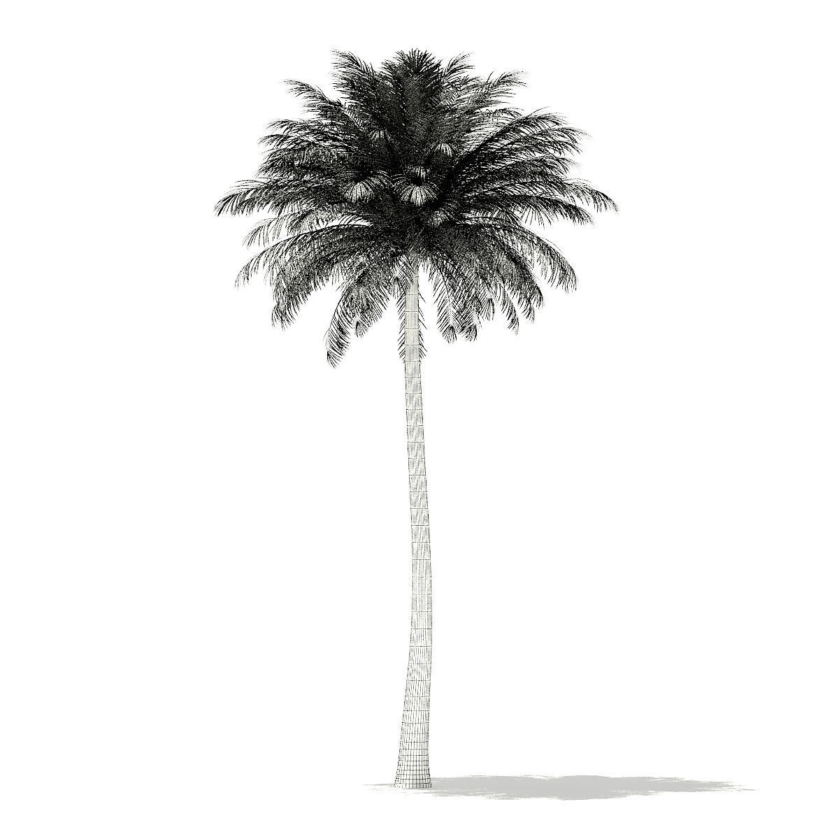 Silver Date Palm Tree 3D Model 10m 3D model_15