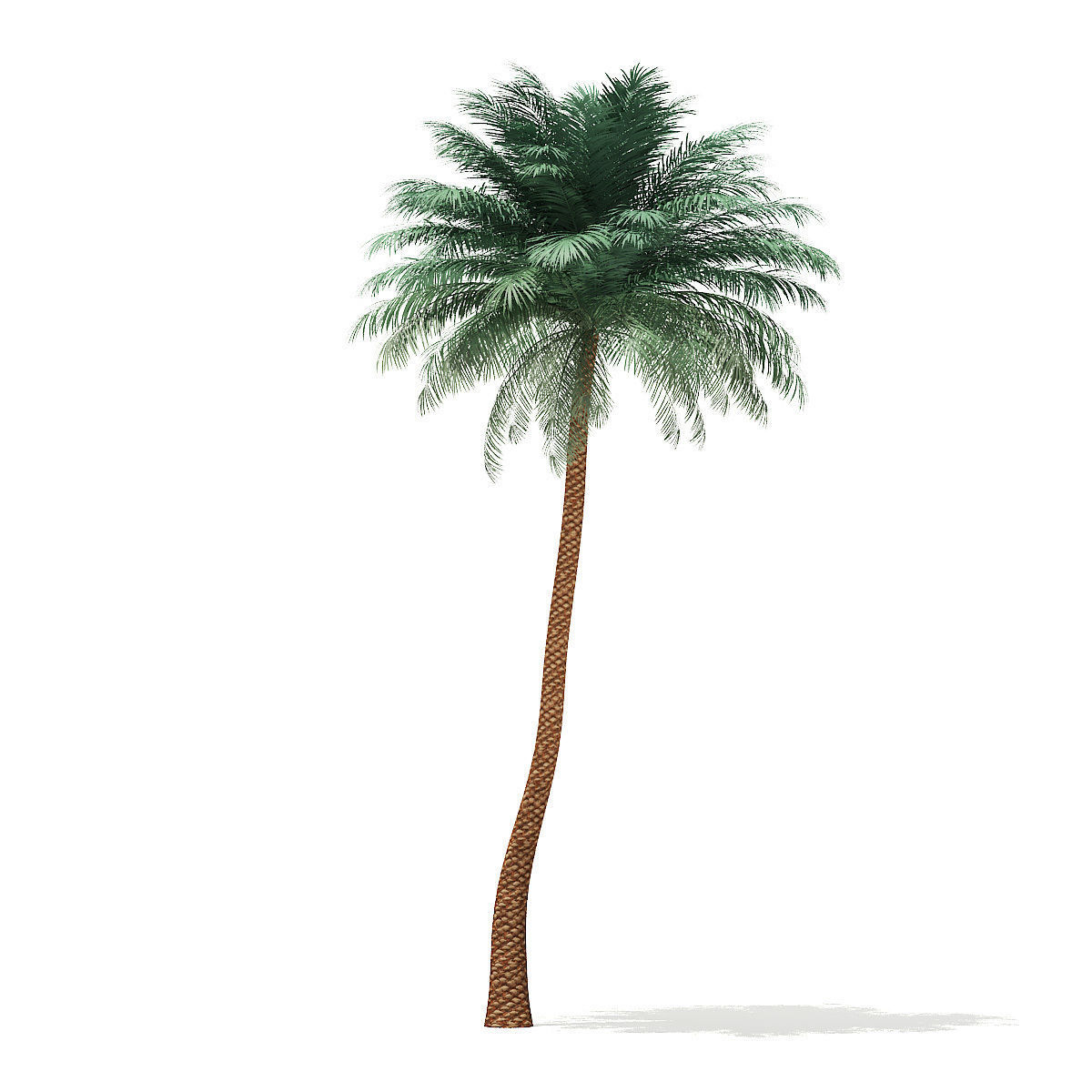 Silver Date Palm Tree 3D Model 10m 3D model_10